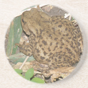European Common Toad Coasters