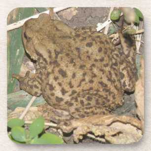 European Common Toad Cork Coaster