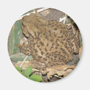 European Common Toad Magnet