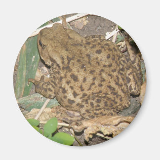 European Common Toad Magnet