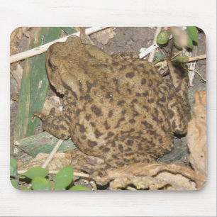 European Common Toad Mousepad