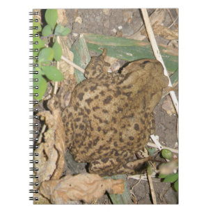 European Common Toad Notebook
