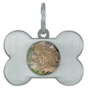 European Common Toad Pet Tag