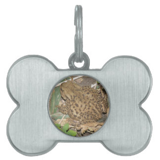 European Common Toad Pet Tag