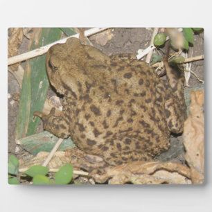 European Common Toad Plaque
