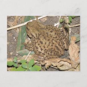 European Common Toad Postcard