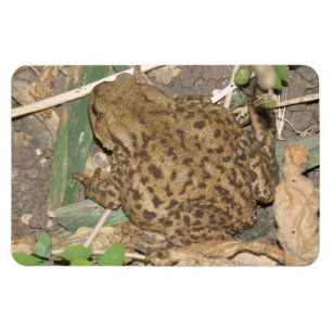 European Common Toad Premium Magnet
