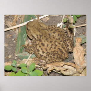 European Common Toad Print
