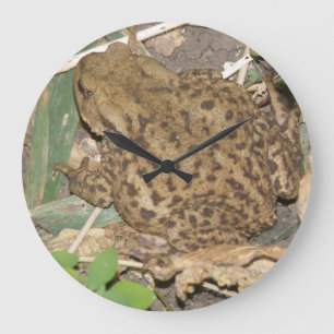 European Common Toad Wall Clock