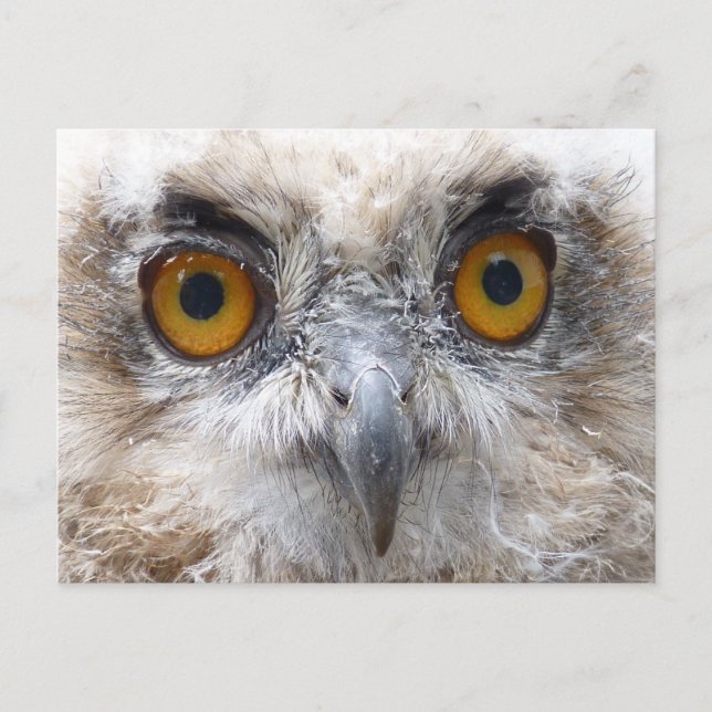 European Eagle owl Postcard (Front)