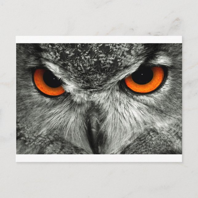 European Eagle Owl Postcard (Front)