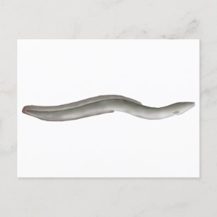European Eel Postcard