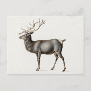European Elk by Peter Rindisbacher Postcard