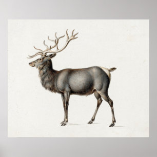 European Elk by Peter Rindisbacher Poster