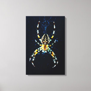 European Garden Spider 16x24 (40x60cm) waca Canvas Print
