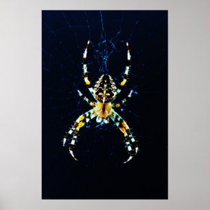 European Garden Spider wapcnm Poster