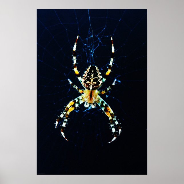 European Garden Spider wapcnm Poster (Front)