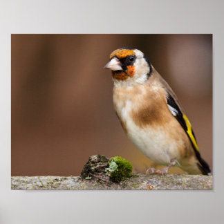 European goldfinch bird close up poster