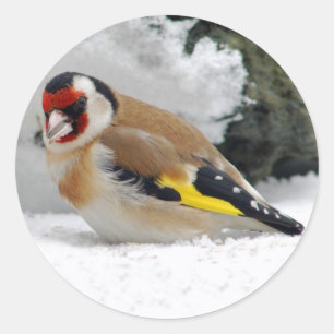 European Goldfinch in snow stickers