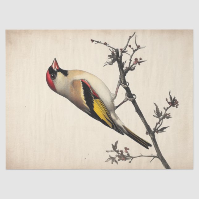 European Goldfinch Watercolor Decoupage Bird Print Tissue Paper (Front)