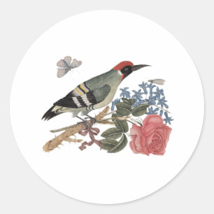 European green woodpecker on a branch with rose classic round sticker