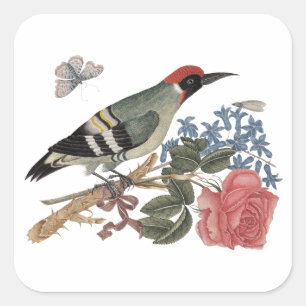 European green woodpecker on a branch with rose square sticker