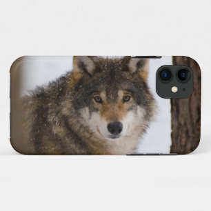European grey wolf iPhone 11 case
