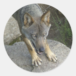 European grey wolf classic round sticker