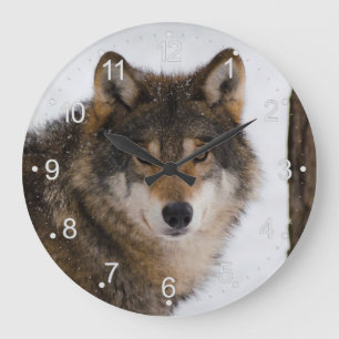 European grey wolf large clock