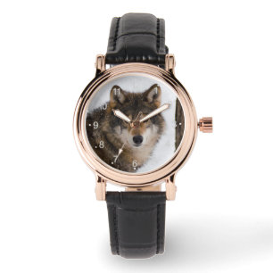 European grey wolf watch