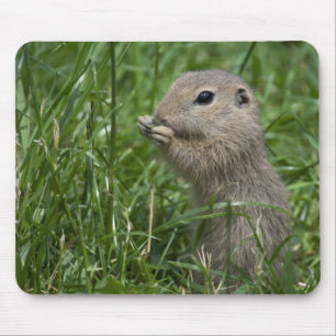 European ground squirrel mouse mat
