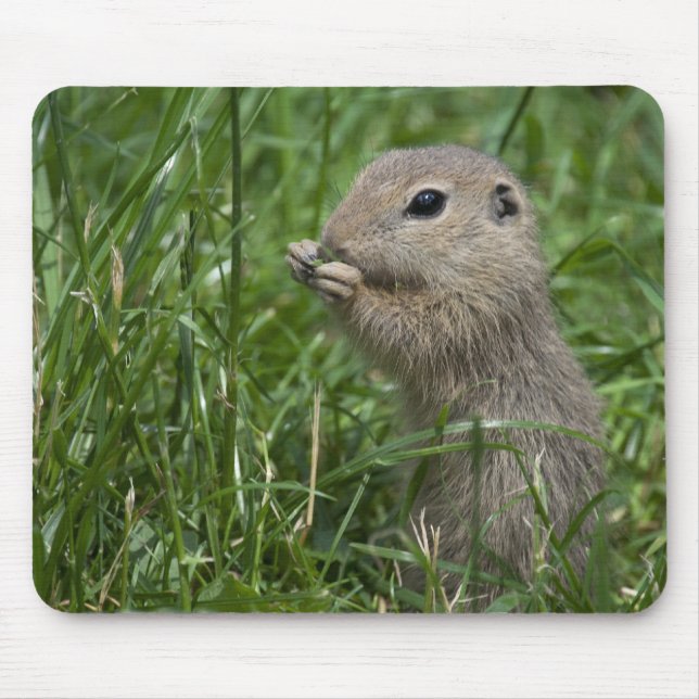 European ground squirrel mouse mat (Front)