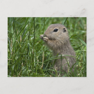 European ground squirrel postcard