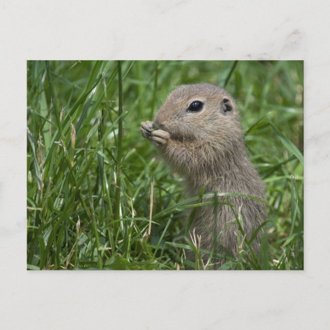 European ground squirrel postcard (Front)