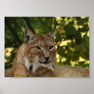 European Lynx Poster