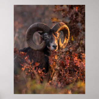 European Mouflon Ram in Autumn Forest Wildlife Pho Poster
