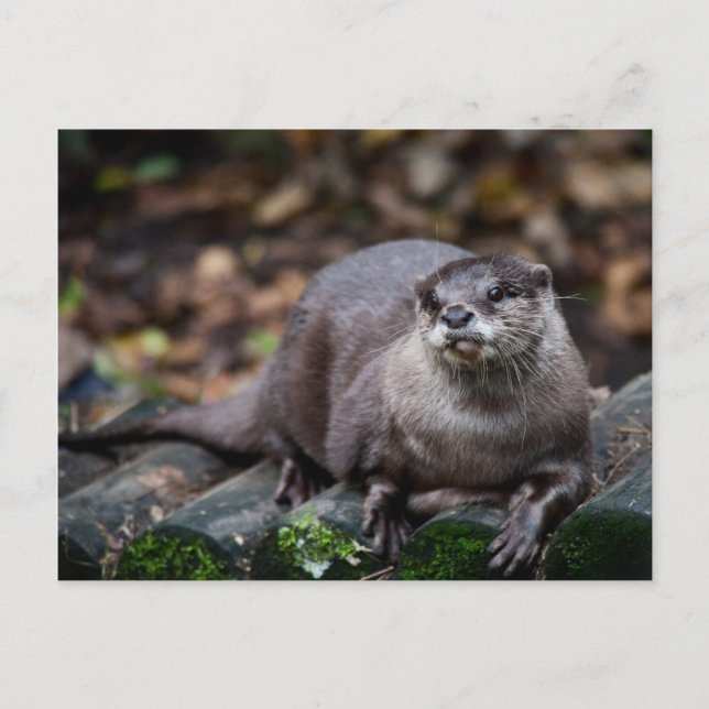 European Otter Postcard (Front)