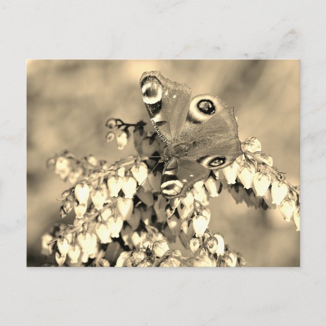 European Peacock butterfly Postcard (Front)