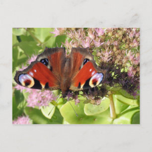 European Peacock Postcard