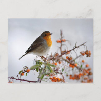 European Robin and orange berry Postcard