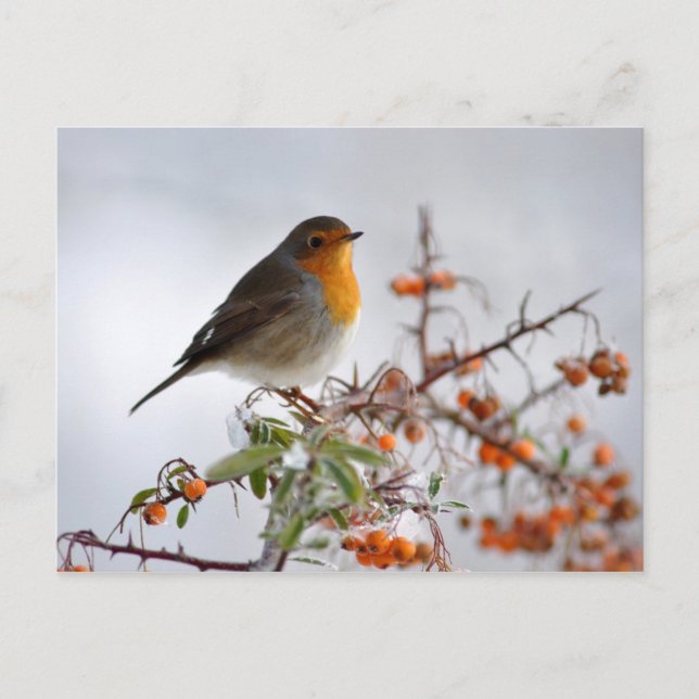 European Robin and orange berry Postcard (Front)