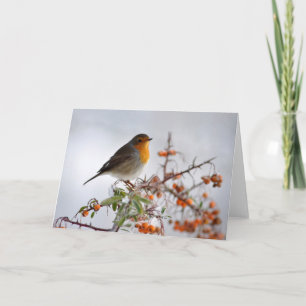 European Robin and orange Card