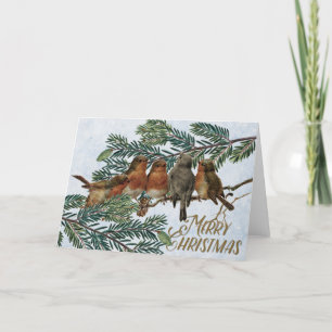 European Robin Birds Christmas Holiday Evergreen