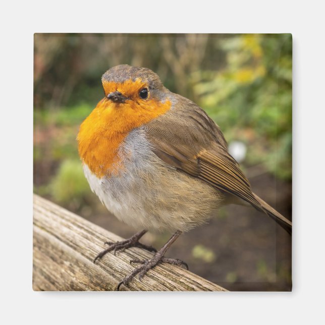 European Robin Fridge Magnet (Front)