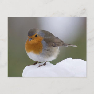European Robin in snow posstcard Postcard