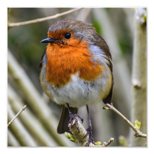 European Robin  Photo Print (Front)