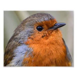 European Robin Photo Print