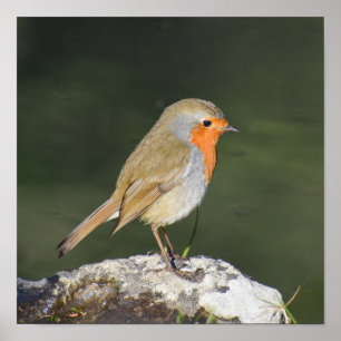 European Robin  Poster