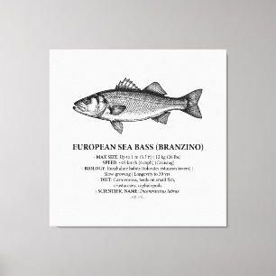 European Sea Bass Branzino Vintage  Canvas Print