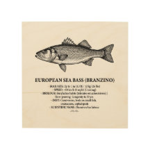 European Sea Bass Branzino Vintage